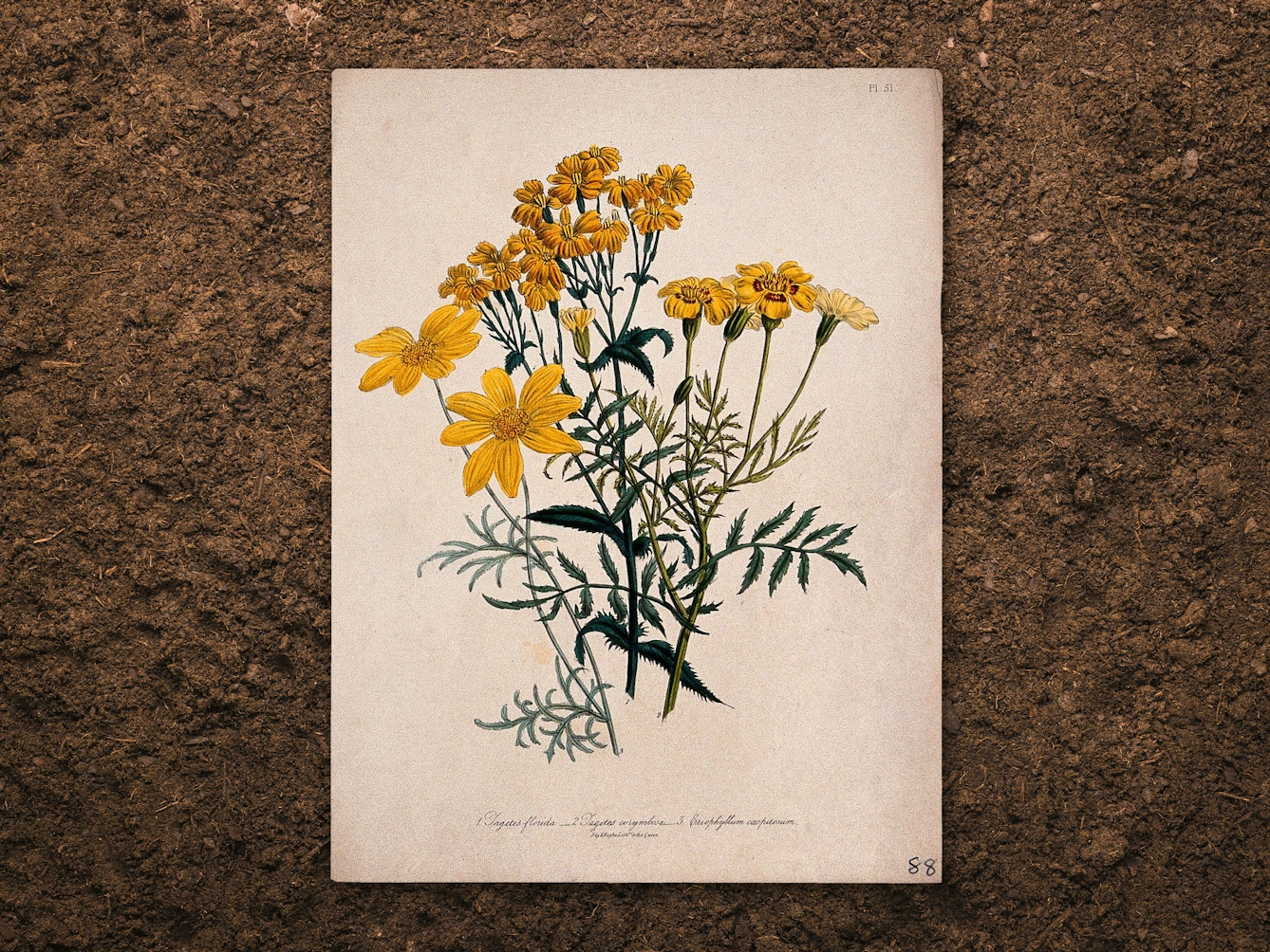 Digital composite image of a botanical drawing resting slightly above a brown earth background, casting a subtle shadow. The drawing shows three ornamental yellow flowers, including a French marigold.