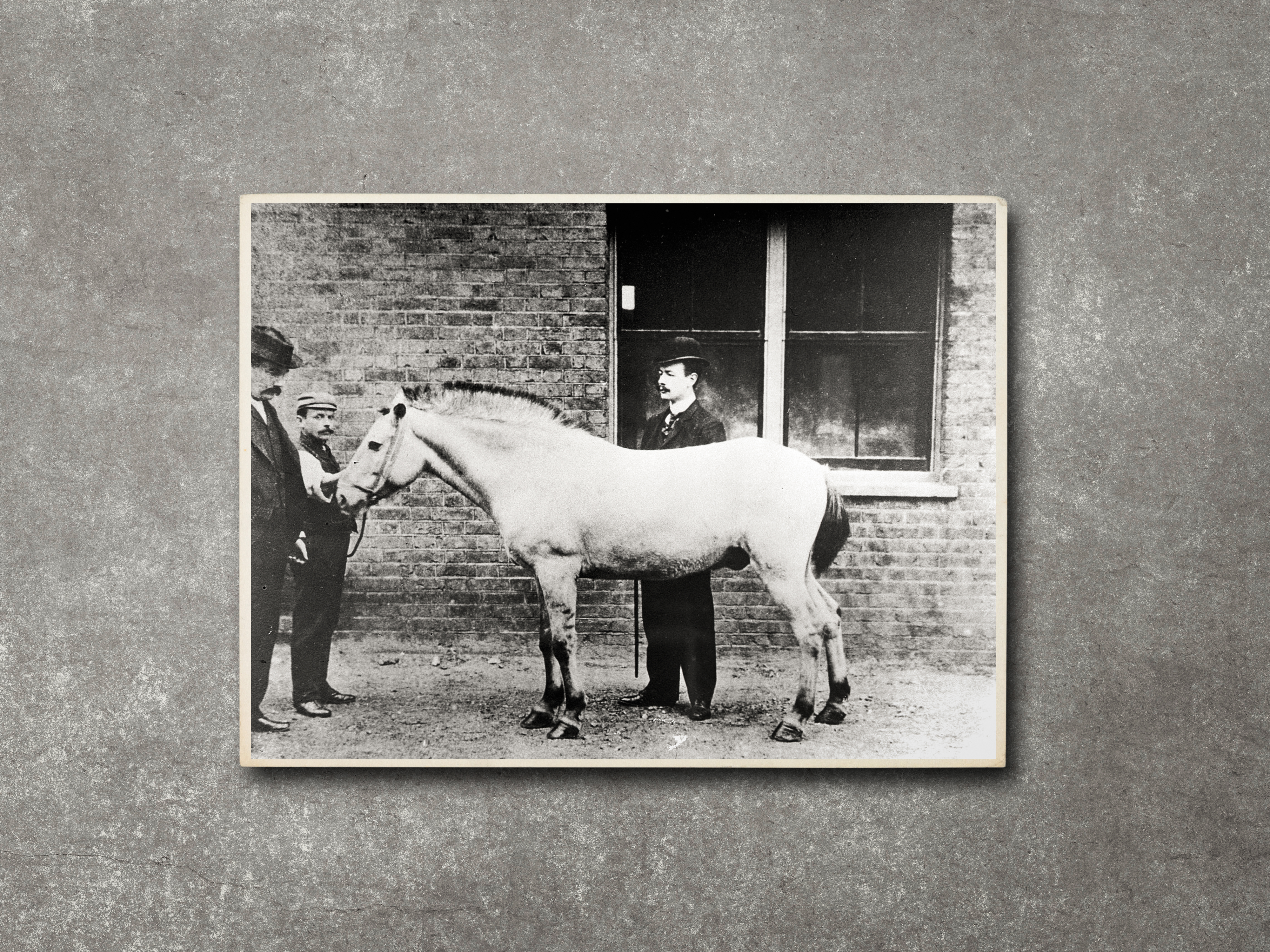First English pony inoculated for diphtheria antitoxin, 1894