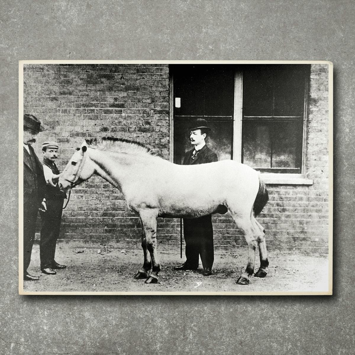 A black and white photograph of a pale horse with three men with moustaches dressed in suits. The photograph is shown against a concrete background.