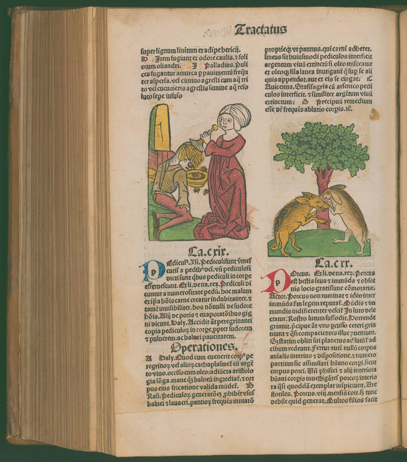 A page with latin text and two illustrations: one of a woman washing a man's hair, and one of two large rodents fighting in front of a tree.