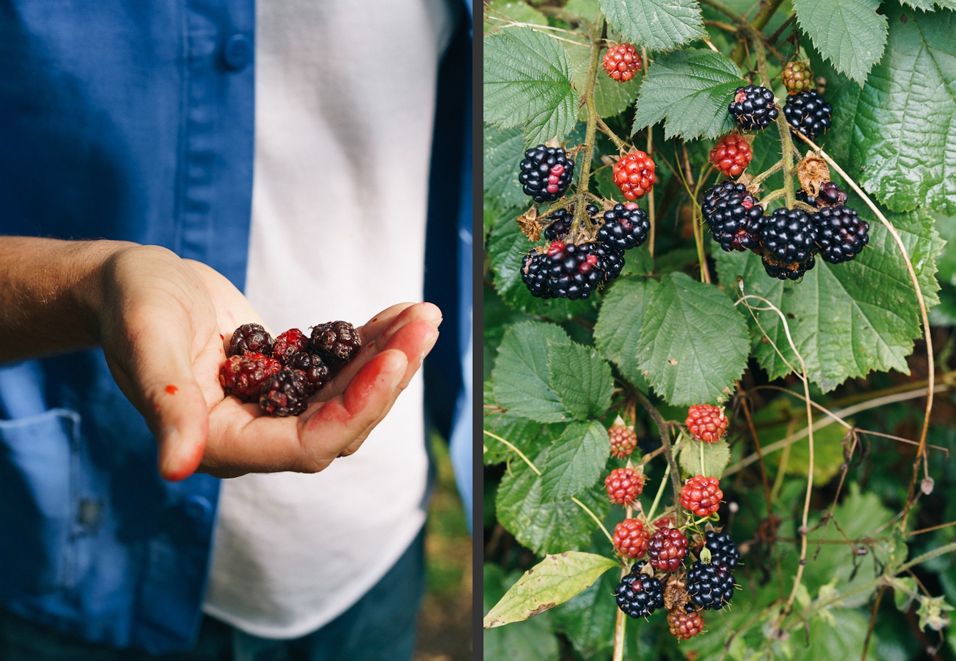 Photographic diptych. The image on the left shows a close-up of a man's hand holding several blackberries. His fingers are stained with the blackberry juices. In the background you can see his torso. He's wearing a white t-shirt and an unbuttoned blue shirt. The image on the right shows a close-up of blackberries in different stages or ripeness growing on a bush. The berries are surrounded by the green leaves of the bush.