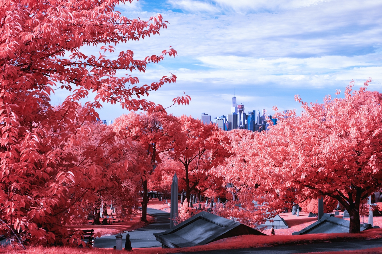 Infrared photograph of a landscape scene. The view is of a hill overlooking the New York City skyline in the distance. Below the canopy of pink trees is a path in a graveyard that is meandering past many gravestones. There is a man walking on this path. The pink hues replacing the greens of the grass and trees are a result of the infrared technique.