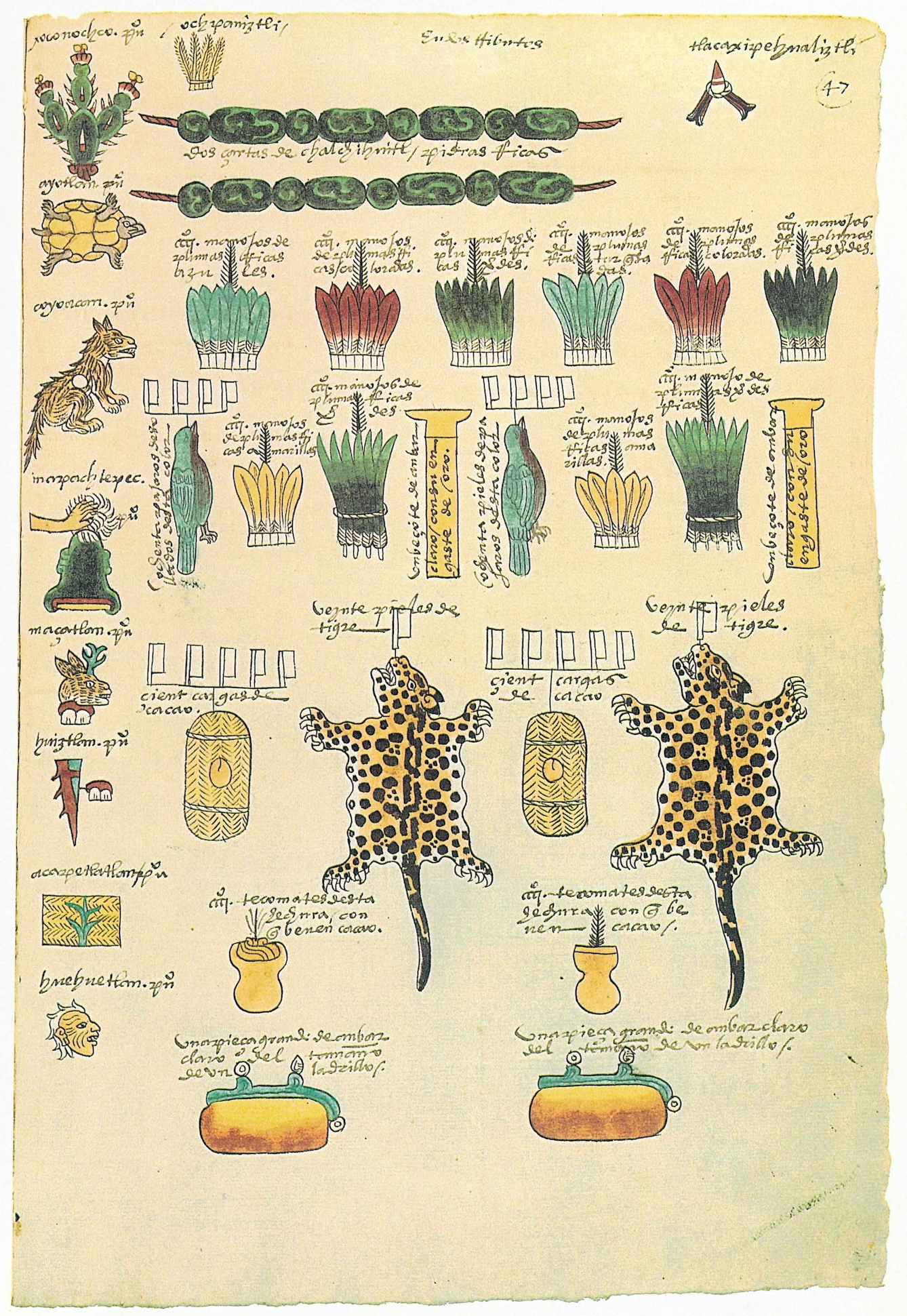 Colour image from the Codex Mendoza showing tribute to be paid. Beside two jaguar skins are two loads of cocoa with symbols illustrating that 200 loads of cocoa were required.