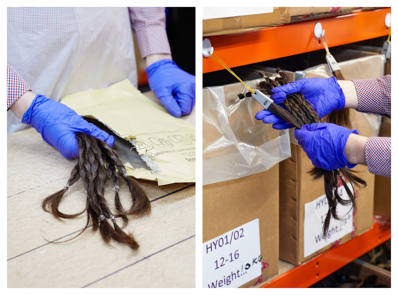 Photographic diptych. The image on the left show a close-up of a tabletop on which is an opened padded envelope. Standing behind the table is a person wearing purple latex gloves, a shite plastic apron and a checked cotton shirt. In their right hand they are holding several plaited lengths of brown hair which have come out of the envelope. The image on the right show the same person holding the plaited lengths up to a shelving unit containing labelled cardboard boxes. They are comparing the plaited hair to a sample of hair hanging off the shelving.
