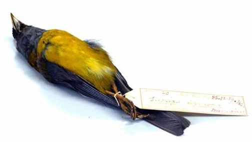 A dead, preserved small bird with blue feathers, a yellow underbelly and pointed beak lies on a white surface. A label is attached to its leg with string.