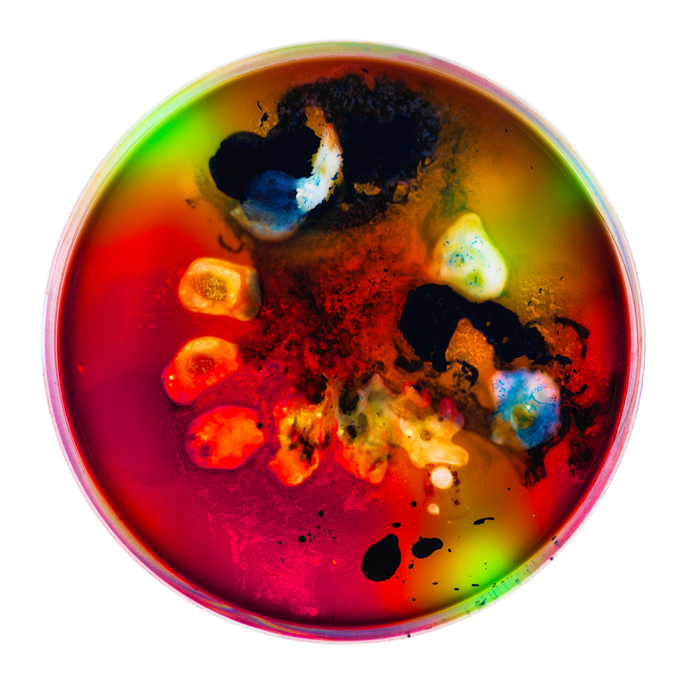 Photograph of a petri dish containing colourful swirls and blotches of blue, yellow, orange, red, green and black spots, made from ink, watercolour, pva and resin.