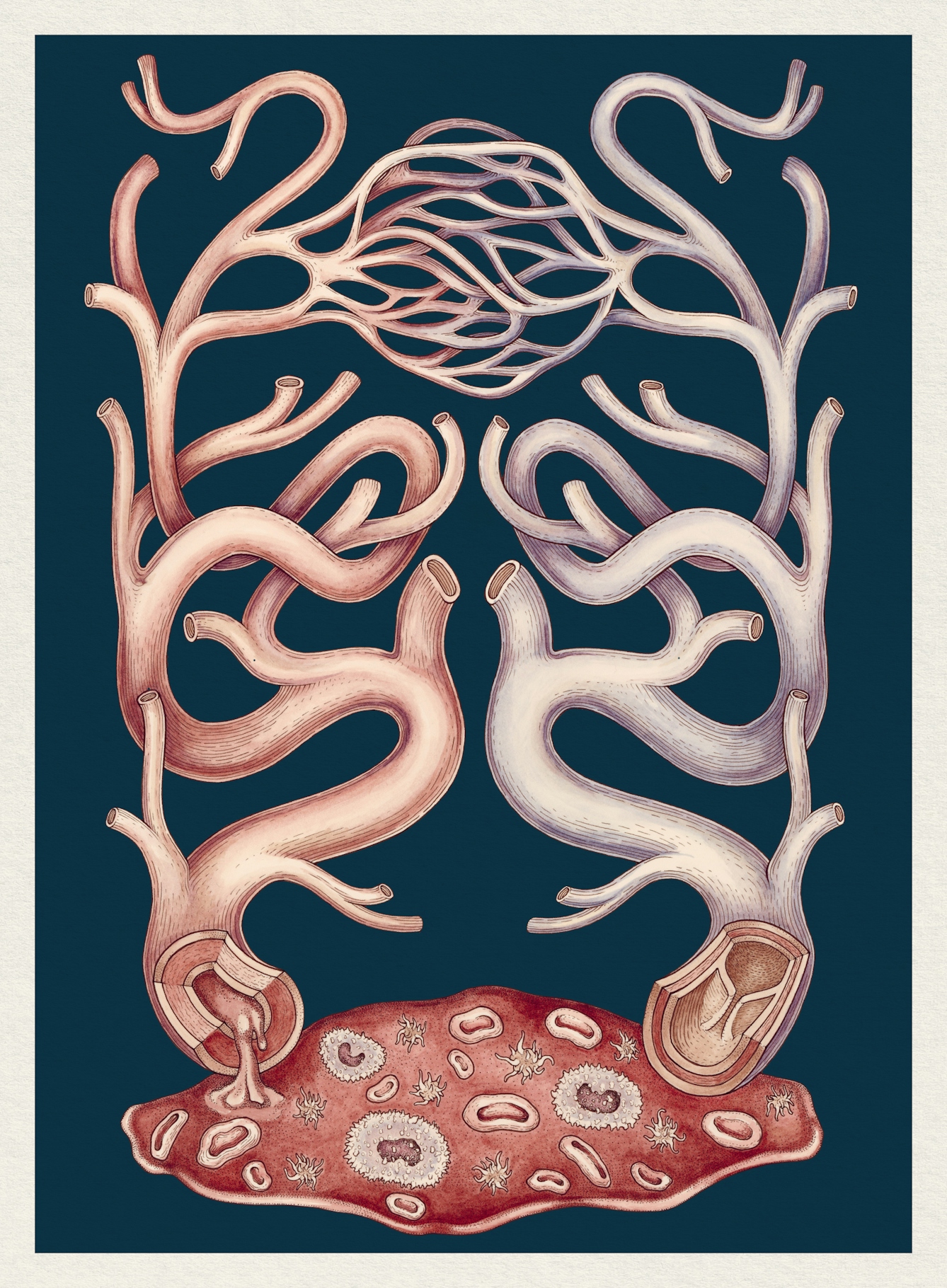 Illustration showing the make up of human blood