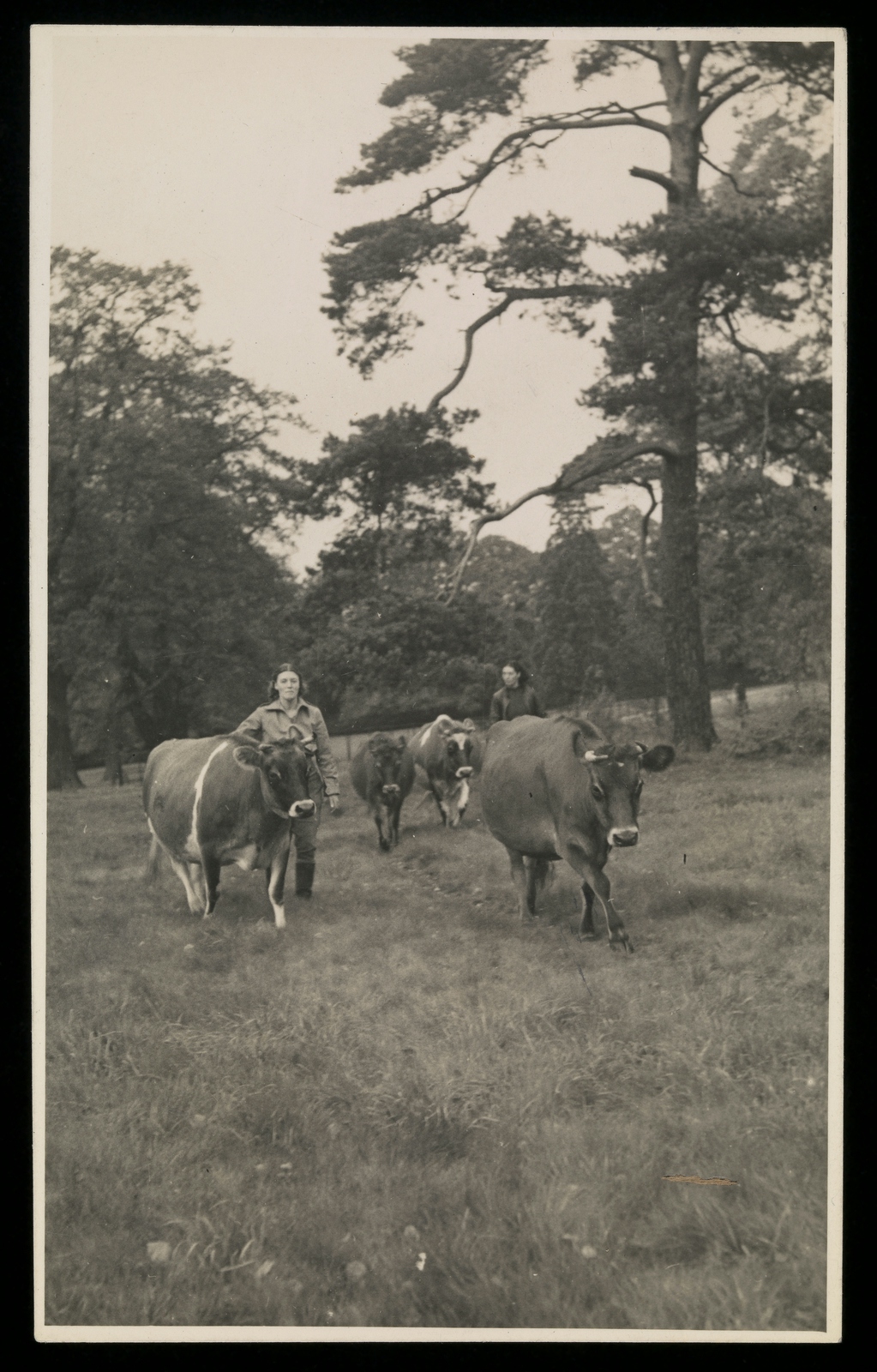 Black and white photograph showing two women leading four cows through a field.