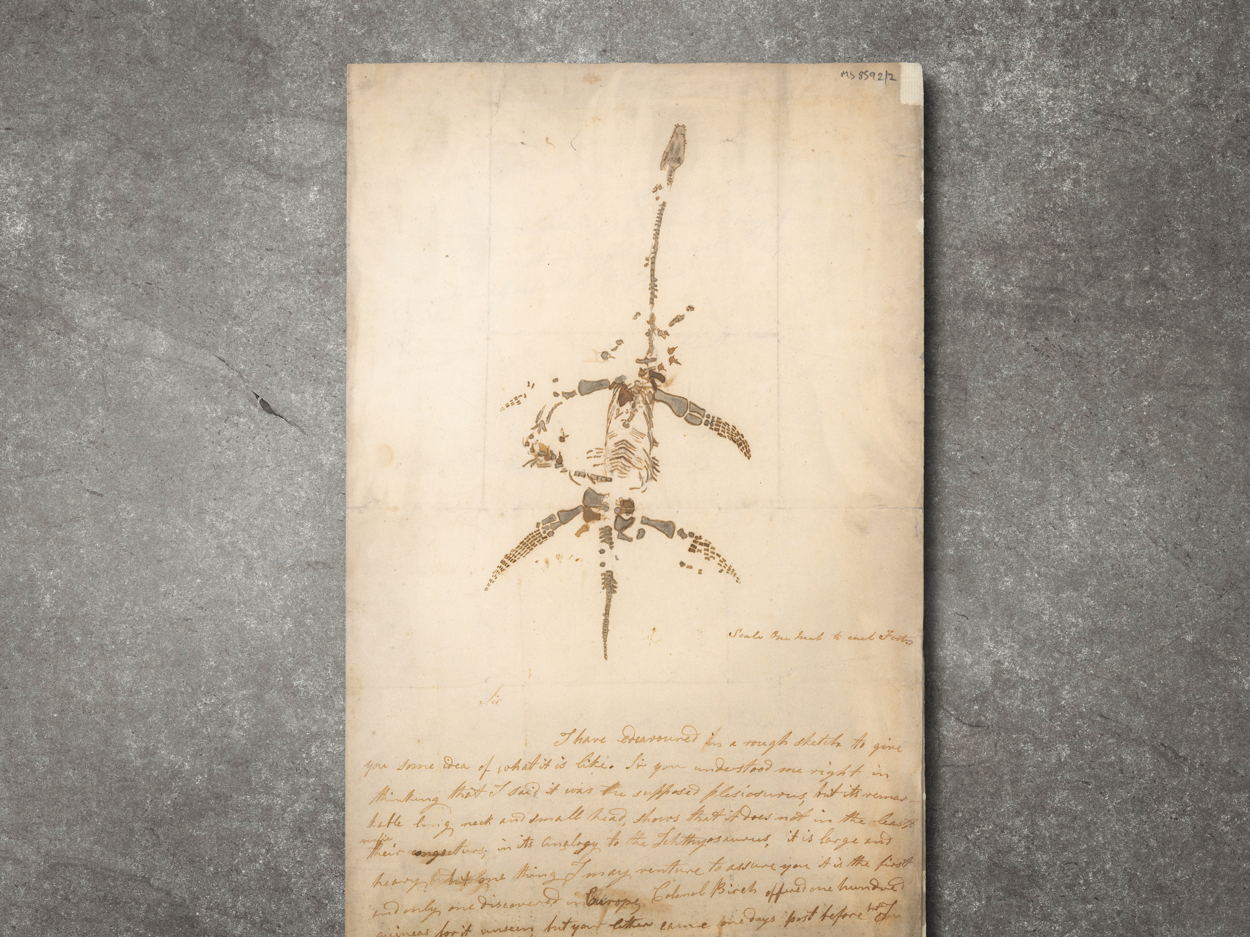 A photograph of a 19th century handwritten document on a concrete background. The document has a large sketch of the bone structure of a plesiosaurus dinosaur, signed by Mary Anning. The skeleton has four limbs made up of numerous bones and a long neck which is surrounded by other pieces of bone.