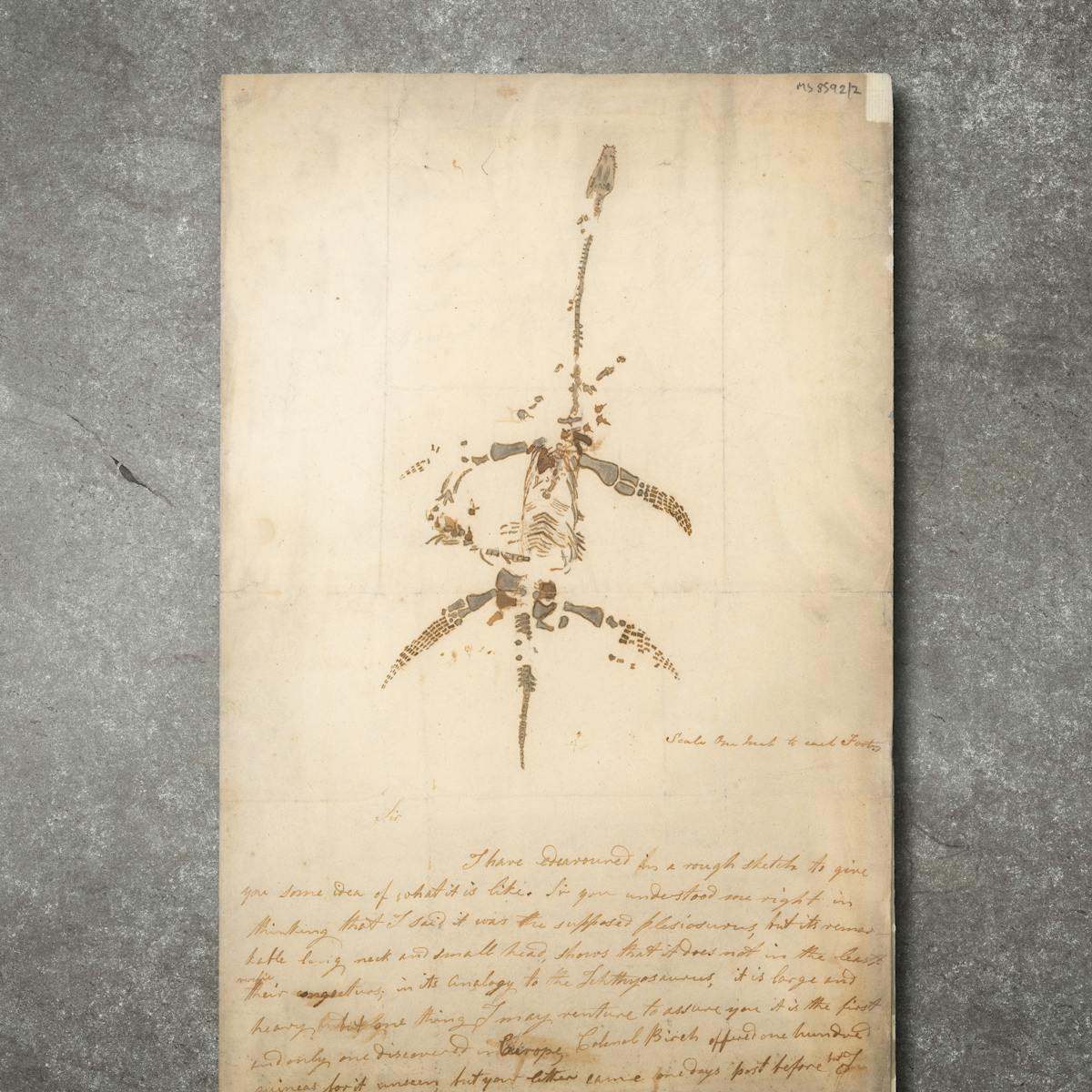 A photograph of a 19th century handwritten document on a concrete background. The document has a large sketch of the bone structure of a plesiosauras dinosaur, signed by Mary Anning. The skeleton has four limbs made up of numerous bones and a long neck which is surrounded by other pieces of bone.