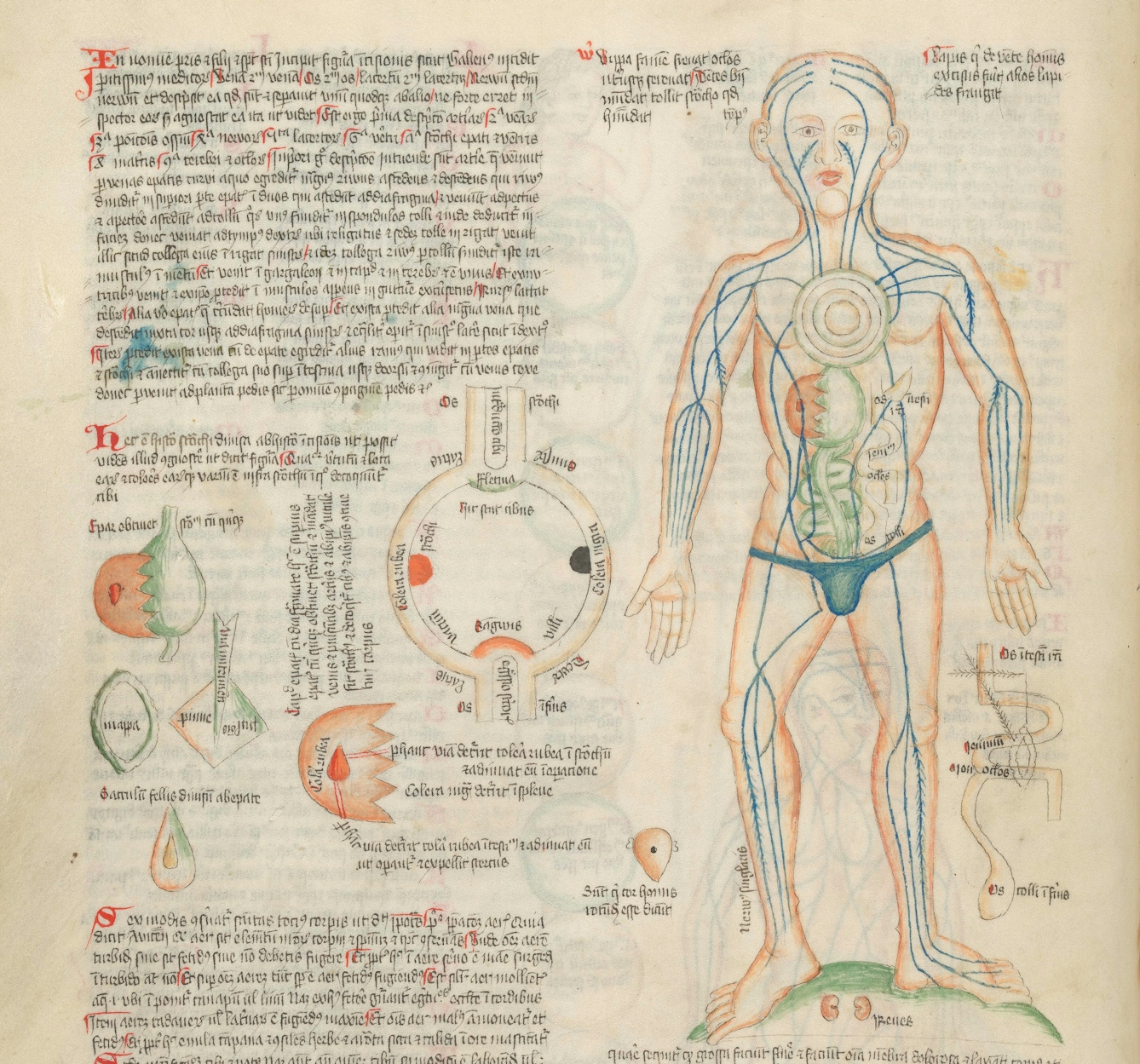 Medieval colour illustration of the veins in the human body, also showing the humours in a circular diagram to the right. The page also features lots of text in latin with some red lettering.