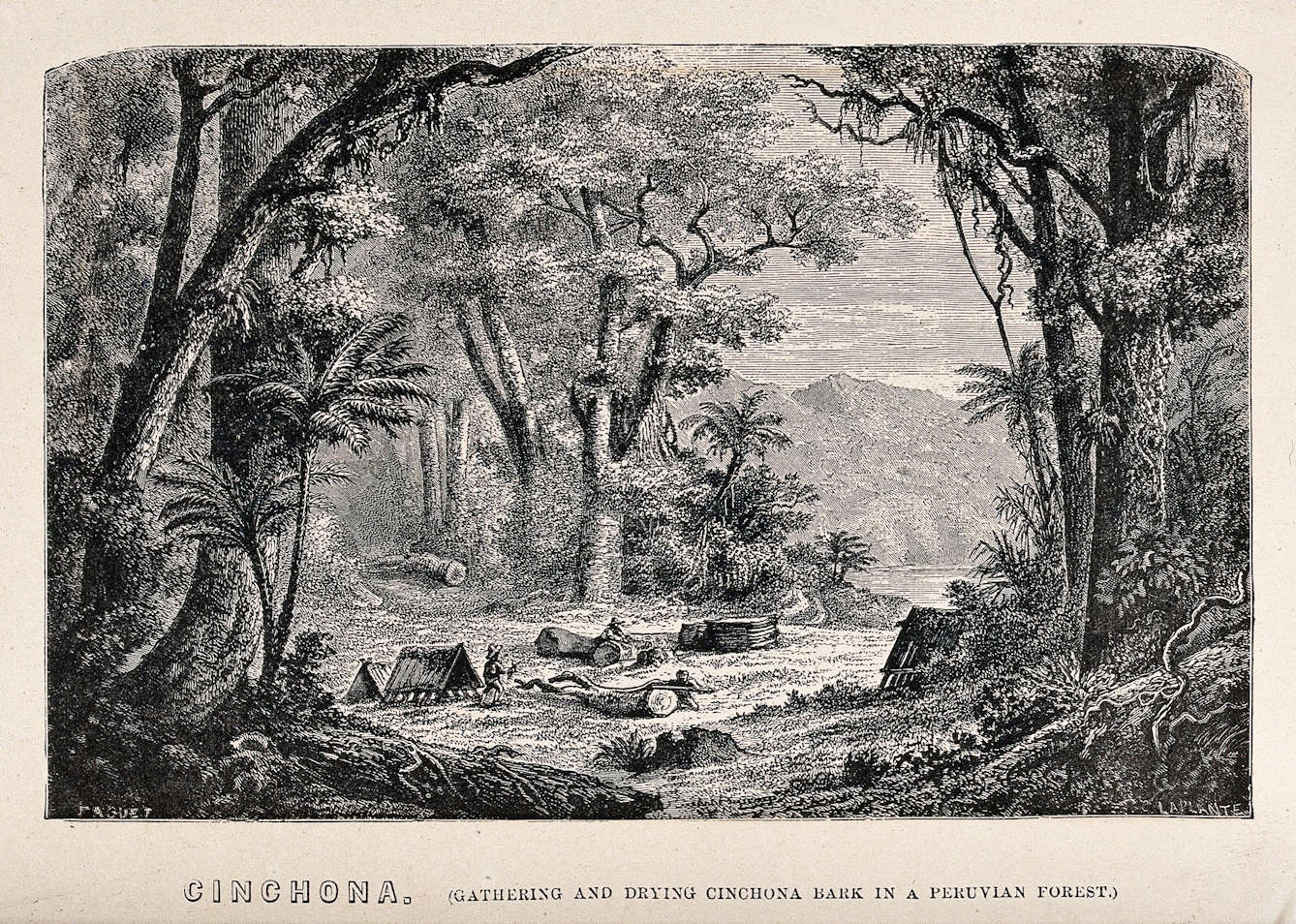 Three figures collecting and drying cinchona bark in a forest clearing in the Preuvian forest of the Andes.