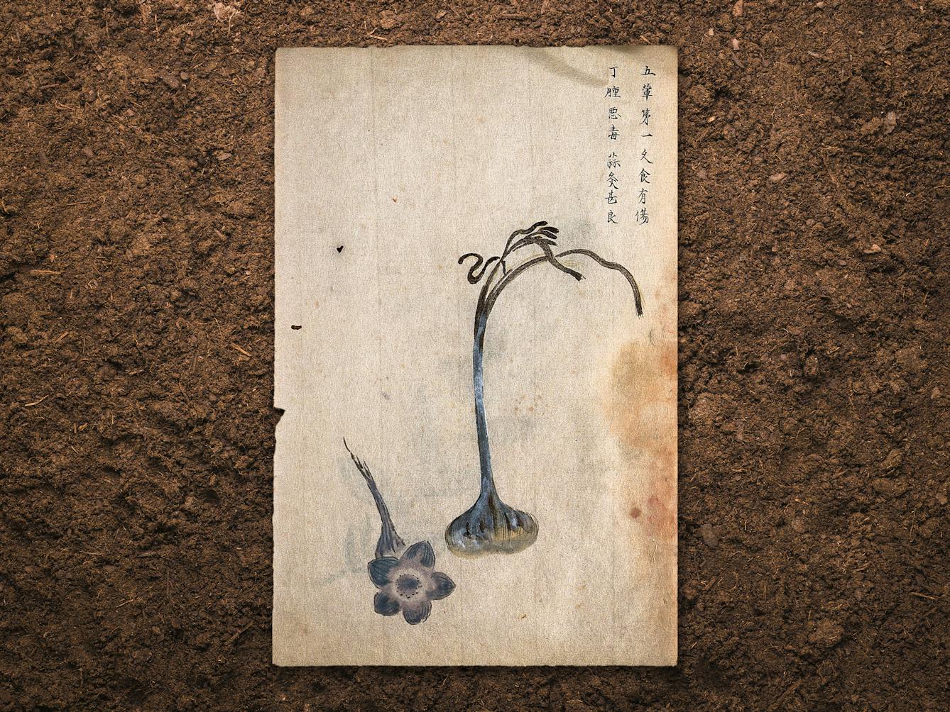 Digital composite image of a botanical drawing resting slightly above a brown earth background, casting a subtle shadow. The drawing shows the bulb, leaves and separate flower of the garlic plant. To the top right of the drawing is lettering in black ink in Chinese script.