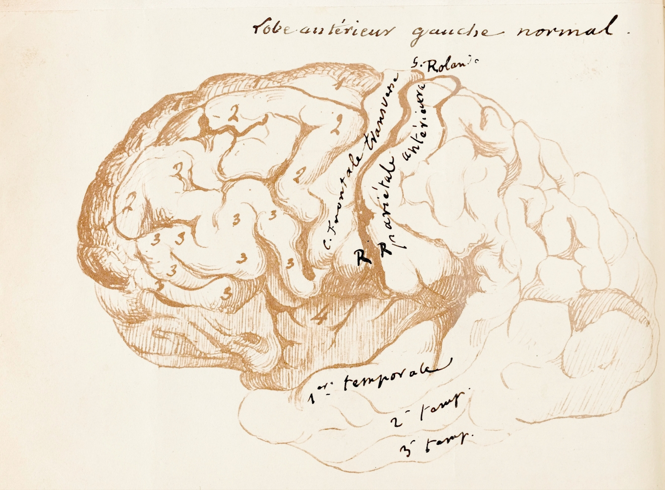 Scientific sketch of a human brain with areas of the frontal lobe numbered and labelled in French handwriting.
