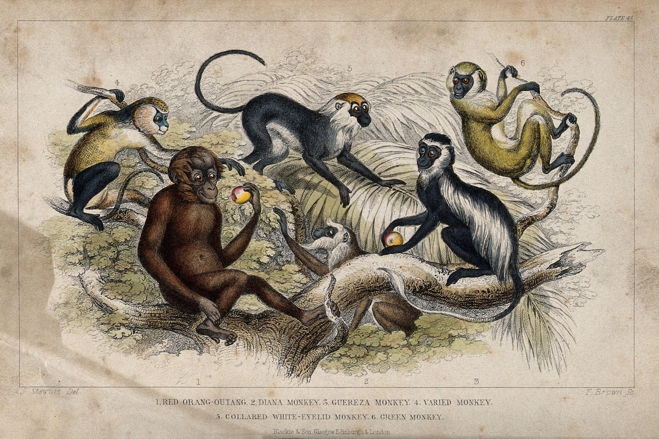 A colour illustration of six monkeys pictured as a group at the top of some trees. Four of the monkeys are sitting; two are in more active poses. Text at the bottom of the picture reads: 1. Red orang-outang, 2. diana monkey, 3. guereza monkey, 4. varied monkey, 5. collared white-eyelid monkey, 6. green monkey. 
