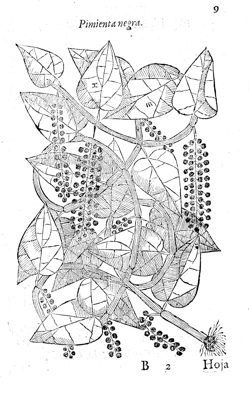 Black pepper to fuel fiery fights and cure haemorrhoids