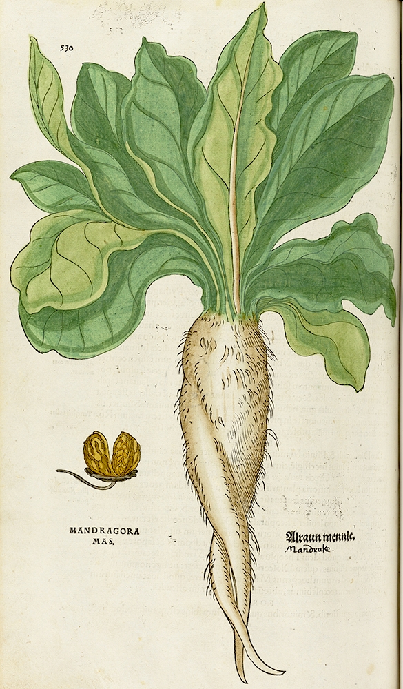 Drawing of a Mandrake plant