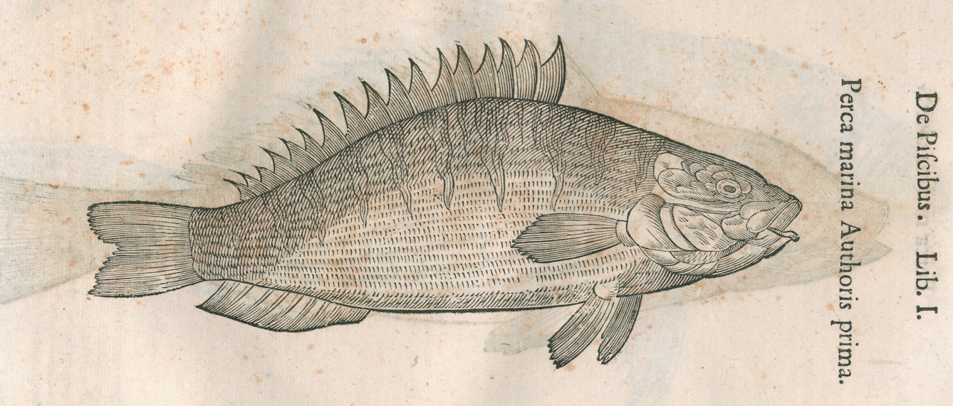 Black line engraving of a perch (fish).
