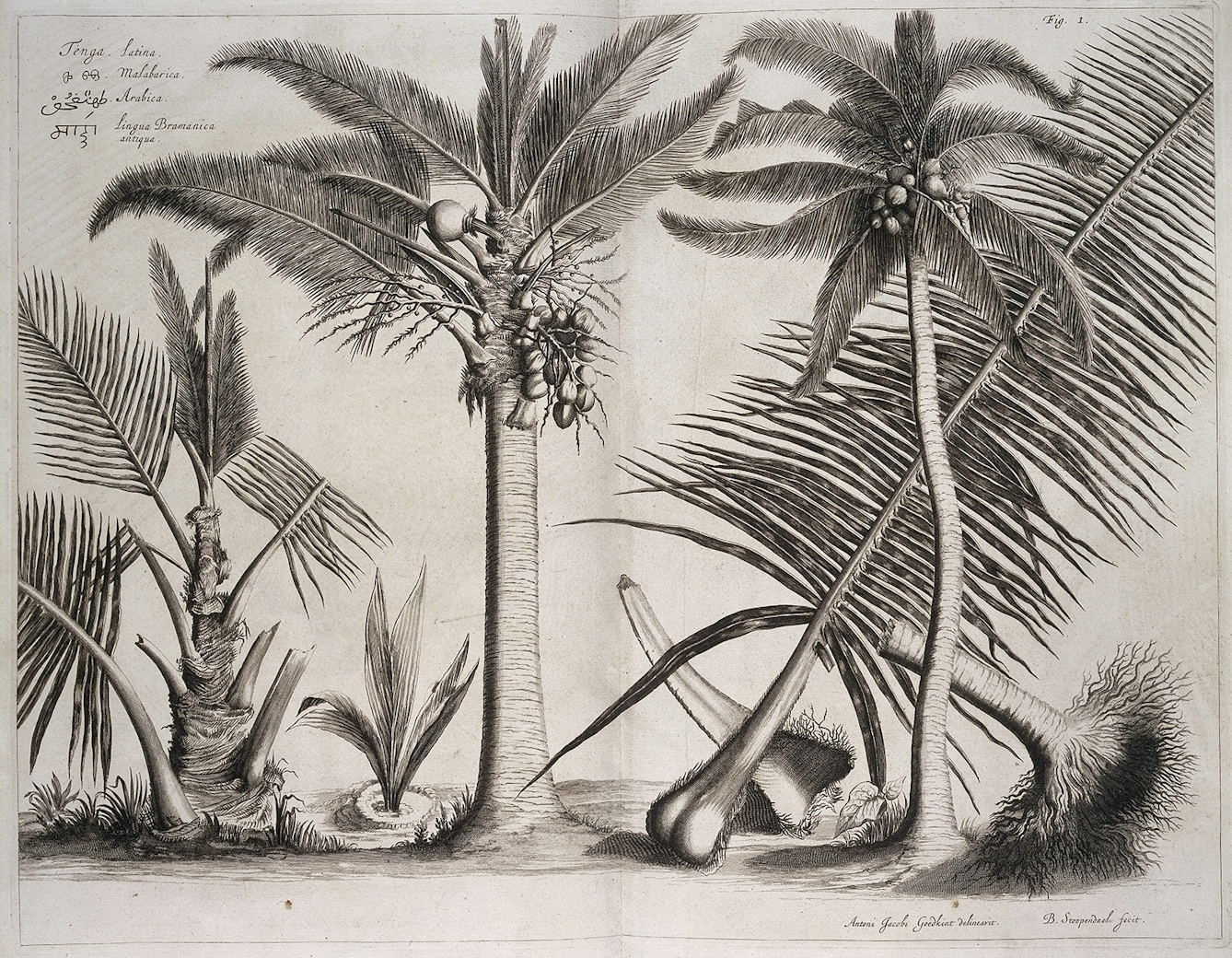A black and white image of three palm trees, with fruit.
