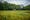 Photograph of a young child riding a bike through a field of buttercups. They are wearing an orange t-shirt, blue shorts and a pink helmet. There are some trees in the background.