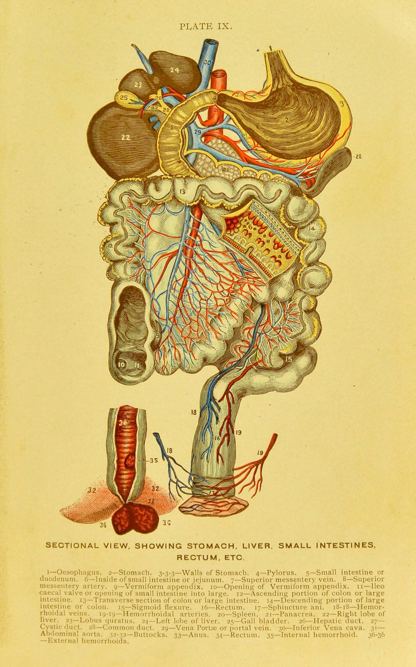 Anatomical plate showing sectional view of the stomach, liver, small intestines and rectum