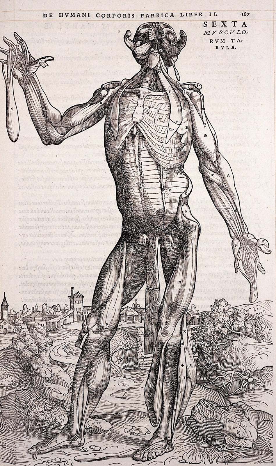 A page from De humani corporis fabrica by Andreas Vesalius (1534)