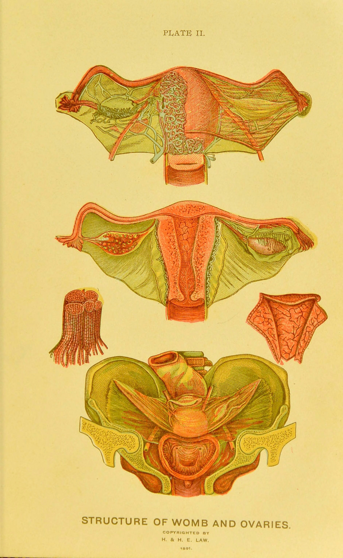 Anatomical plate showing structure of the womb and ovaries