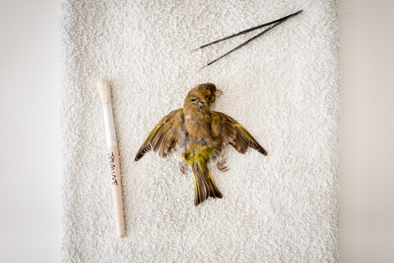 Clean and dry, the finch's feathers regain their browns, yellows and greys.
