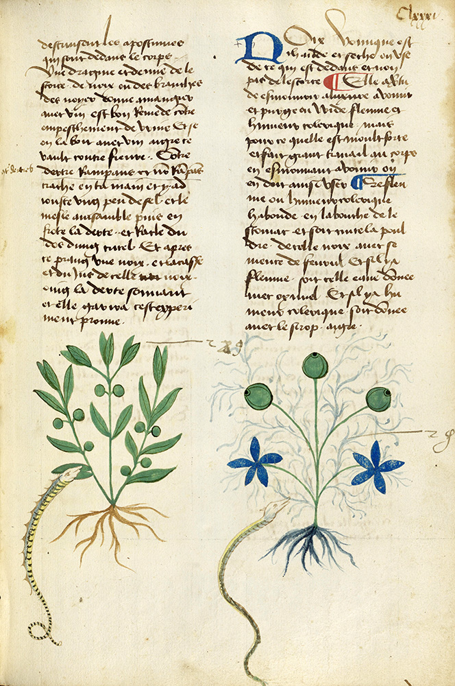 Plant portraits | Wellcome Collection