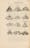 Photograph of woodcut illustrations in a 17th century early printed book, depicting a series of winged insects.