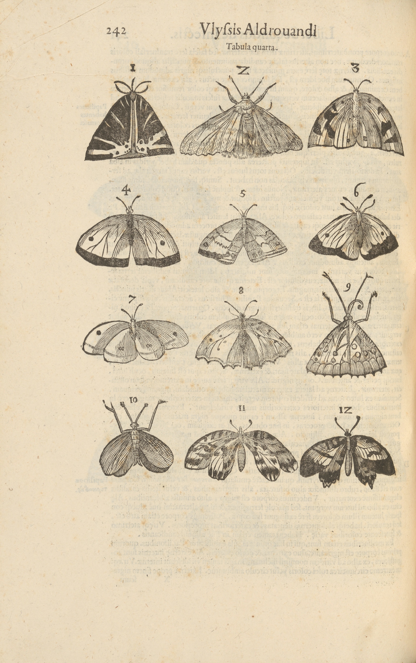 Photograph of woodcut illustrations in a 17th century early printed book, depicting a series of winged insects.