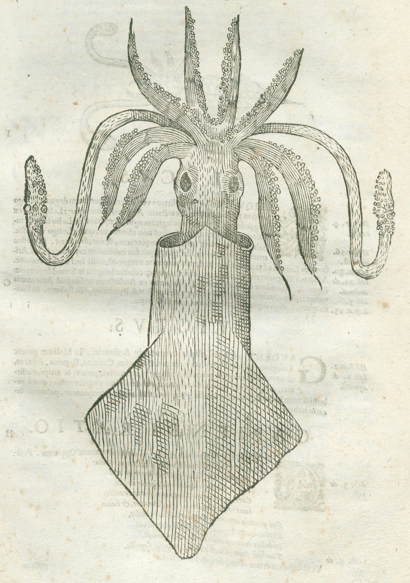 Line engraving of a squid.