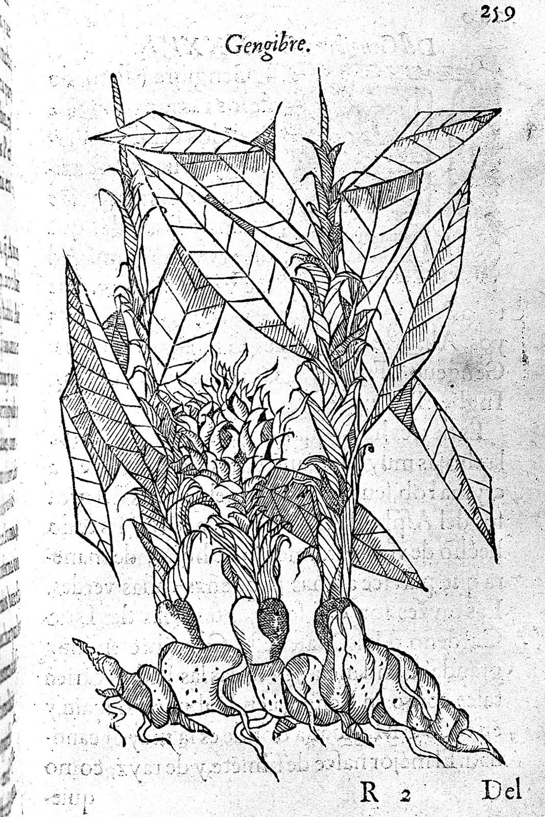 Photograph of a single page from a book showing a page-size, black and white engraving of a plant.