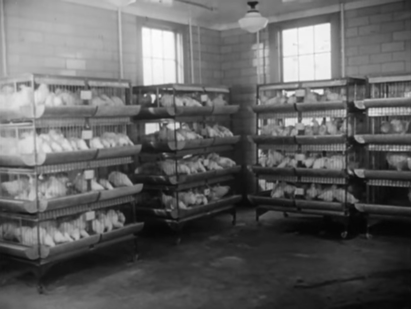 Still from black and white film featuring racks of cages filled with chickens in a battery farm.