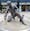 Colour photograph of the statue of Matthew Flinders outside Euston Station