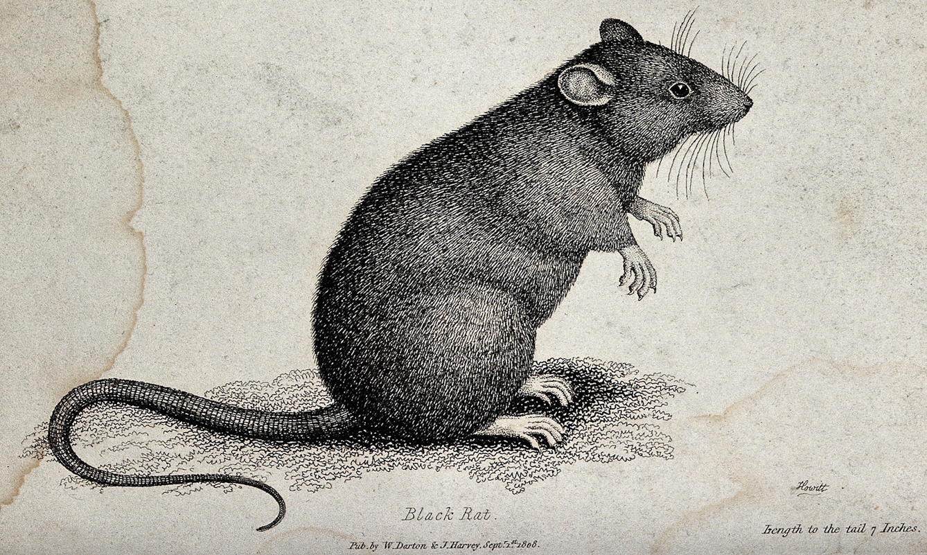  Etching of a black rat by Samuel Howitt