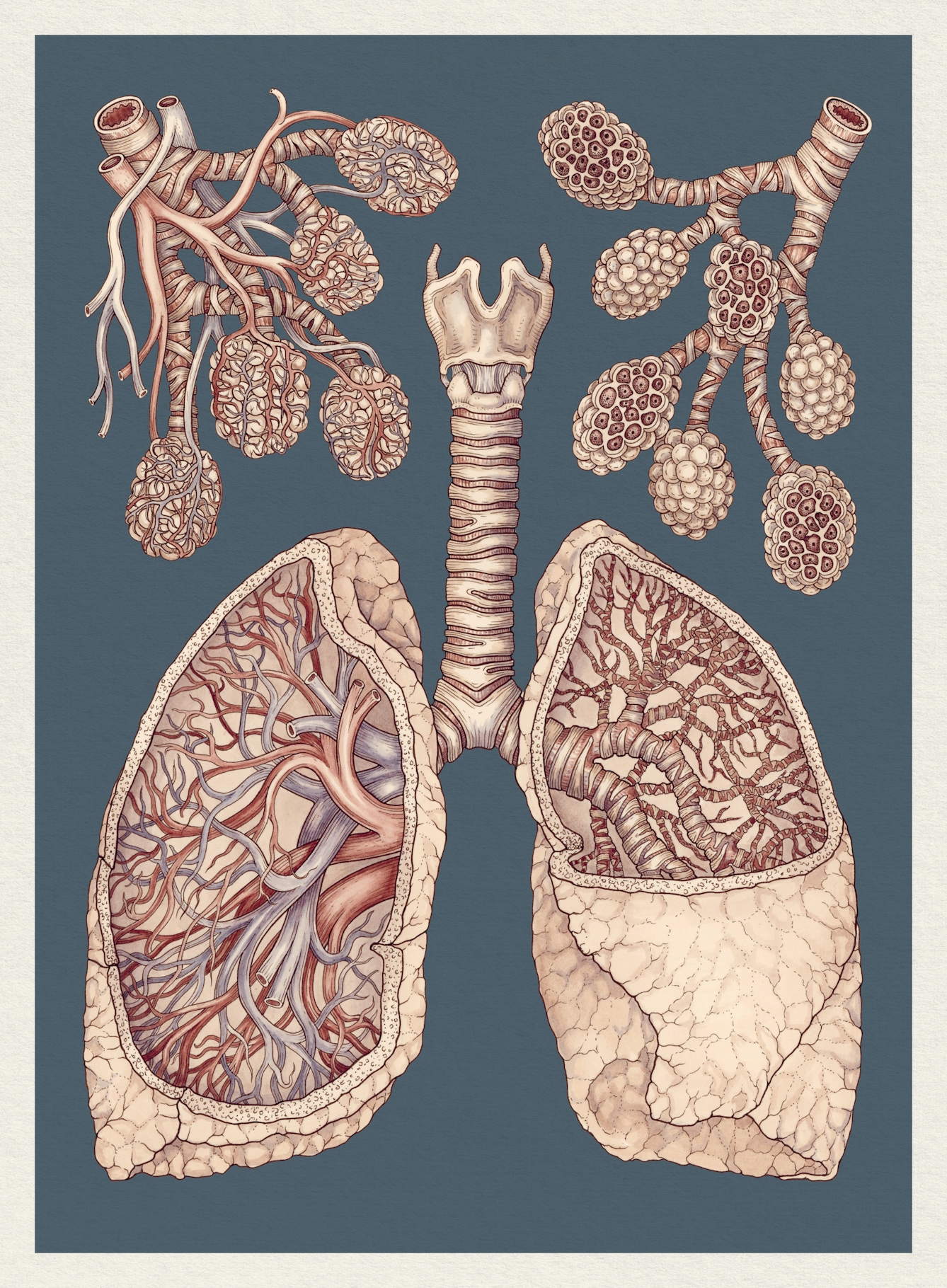 Illustration showing a cross-section of the human lungs
