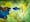 Detail from a larger colourful artwork. The artwork shows grass with flowers growing in it and a small pond to the left.