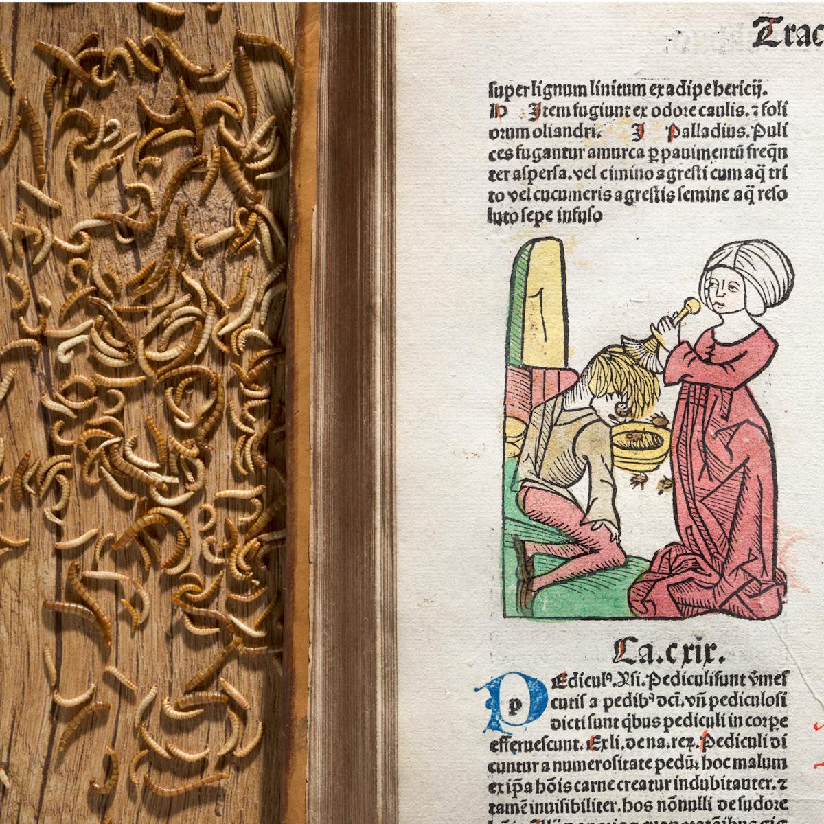 Photograph of an illustration in an early printed book from the 15th century of a woman removing head lice from a young boy. behind the book on a wooden table top there is a gathering of worms.