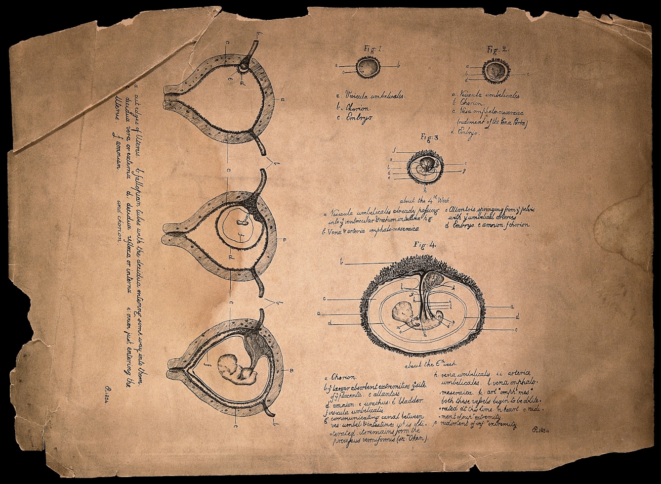 Development of the foetus in the uterus: seven figures, showing the embryo in the early stages of pregnancy. Lithograph by C.R. (?), 1834 (?).