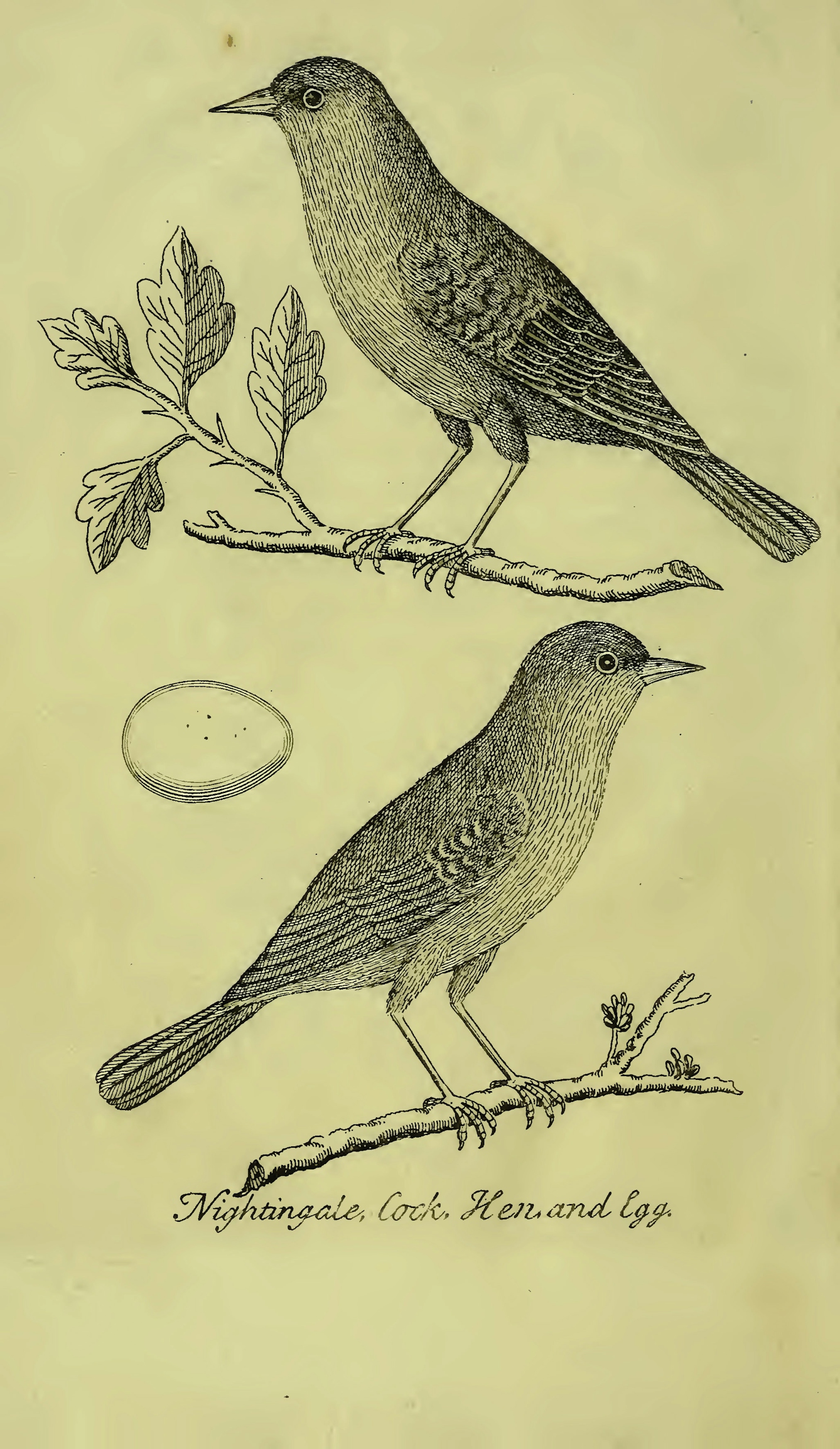 Black line etching of a nightingale cock, egg and hen.