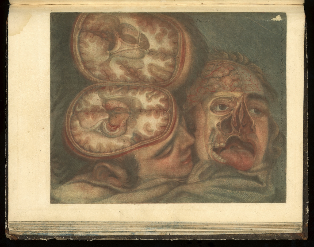 Colour engraving of two heads nuzzled together, on the left the head is depicted split open horizontally to display the brain and on the right layers have been cut away to show the inside of the face.