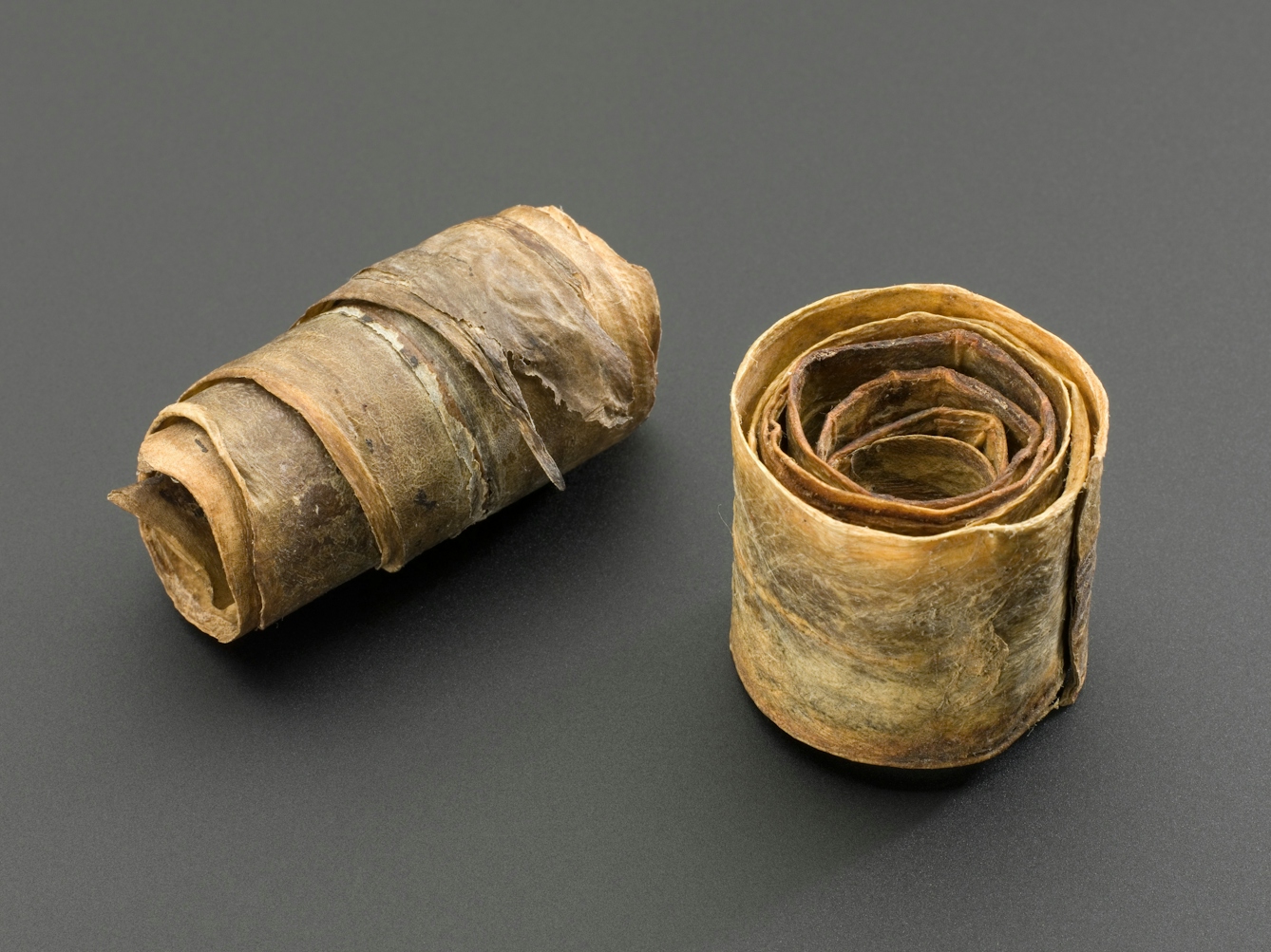 Two tight coils of leathery-looking dried fishskin, one upright and one on its side