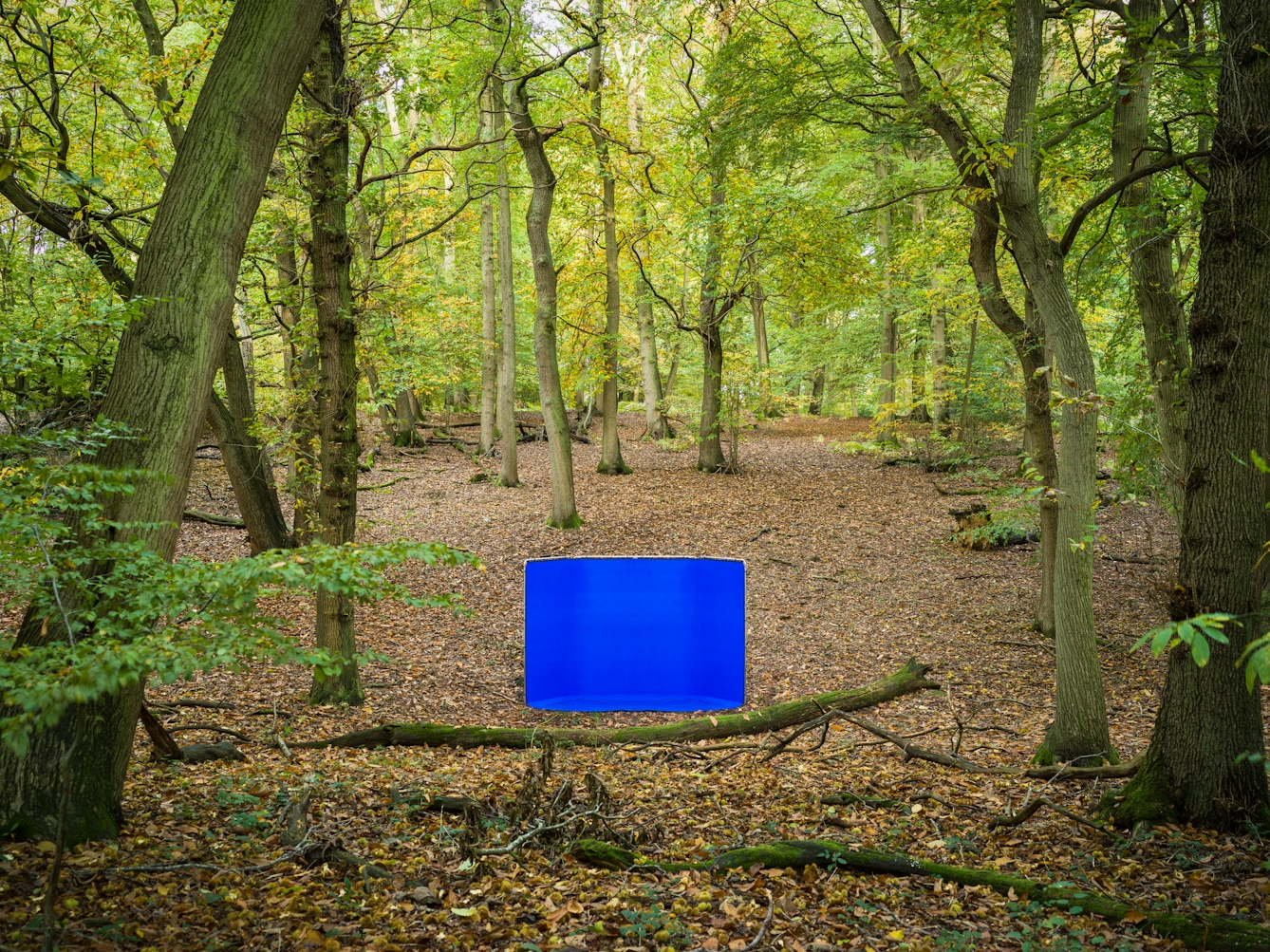 Colour landscape photograph showing an ancient woodland scene. In the lower centre of the image, in a clearing, is a large rectangular photographic background frame. Stretched across the frame is a vibrant blue chroma key fabric. The floor of the wood is covered in rust coloured leaves and fallen branches. To the left and right of the image tall strong tree trunks rise up through the frame to a canopy of green leaves. As the scene recedes into the distance the ground rises and tree trunks continue to rise up around the screen. The leaves of the trees obscure all the sky from view, save for a few bright glimpses here and there.