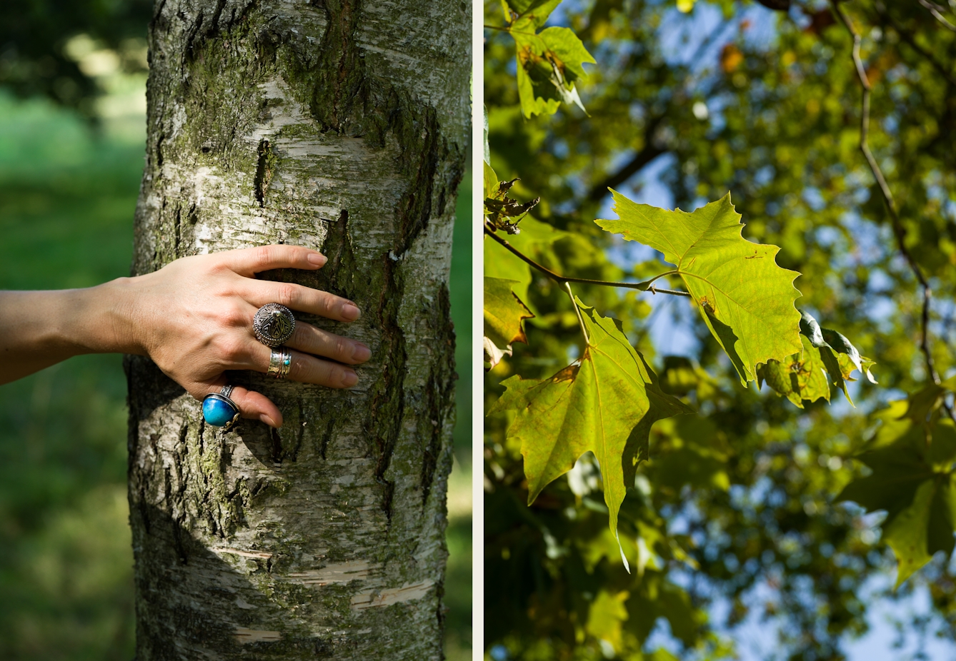 Photographic diptych. The image on the left shows a close up of a woman's left hand laid flat against the vertical surface of a tree trunk. The image on the right shows a close up of leaves in a tree, backlit by the sun. In the distance can be seen the out of focus leaves at the top of the tree canopy and the blue of the sky beyond.