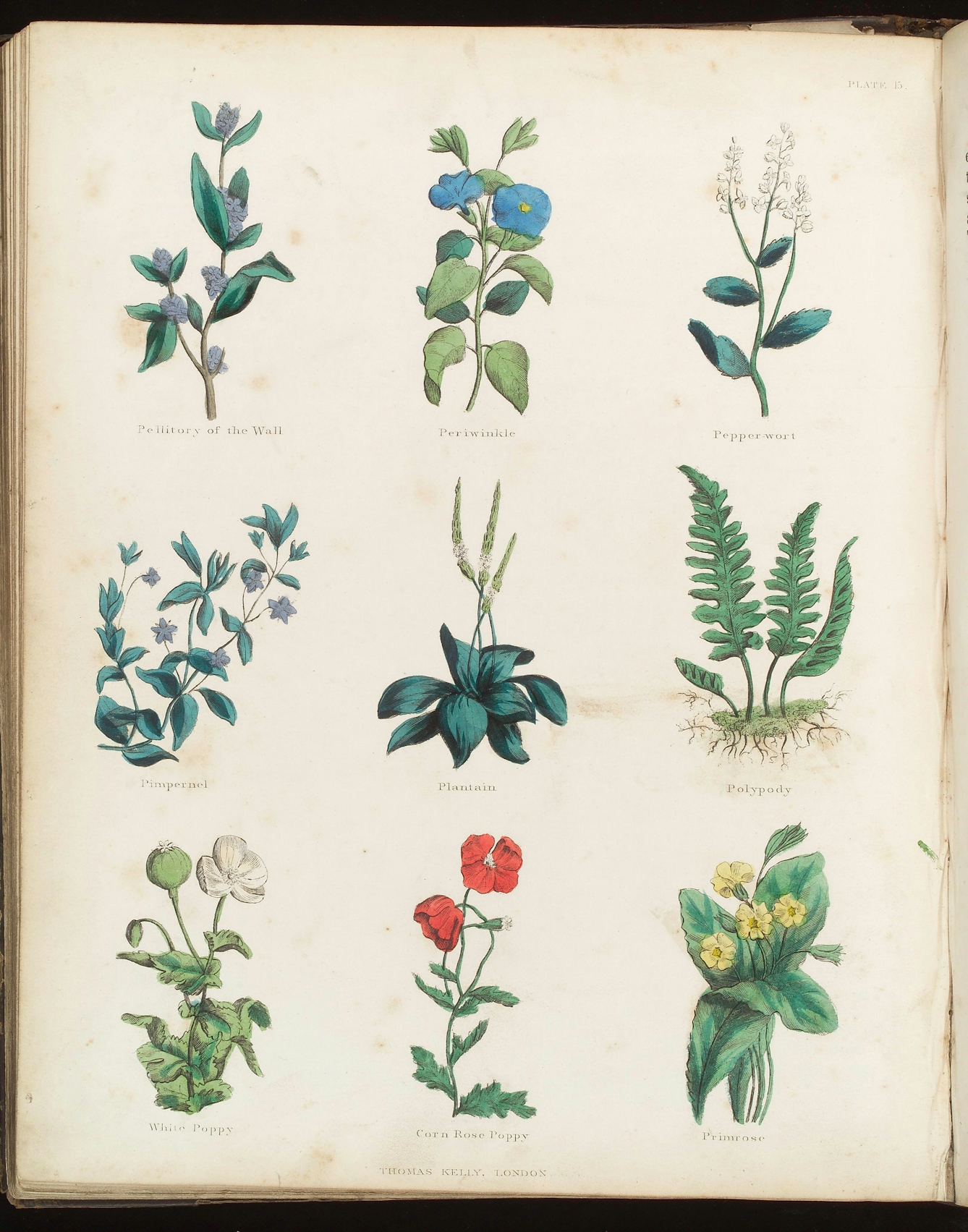 A photograph of a page from a book. The page features colour illustrations of nine different plants.