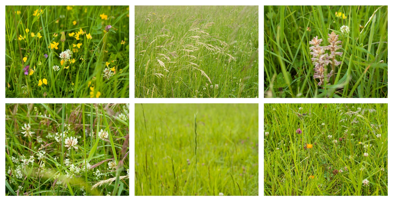 A 3 images wide by 2 images high grid of colour photographs. Each image shows a close-up of green grassland with either a small wild flower or wild grasses at the centre of the frame.