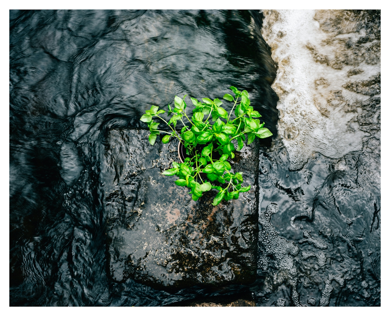 Colour photograph showing a birds eye view of a bright green basil plant stood upright in the middle of a flowing and bubbling stream. 