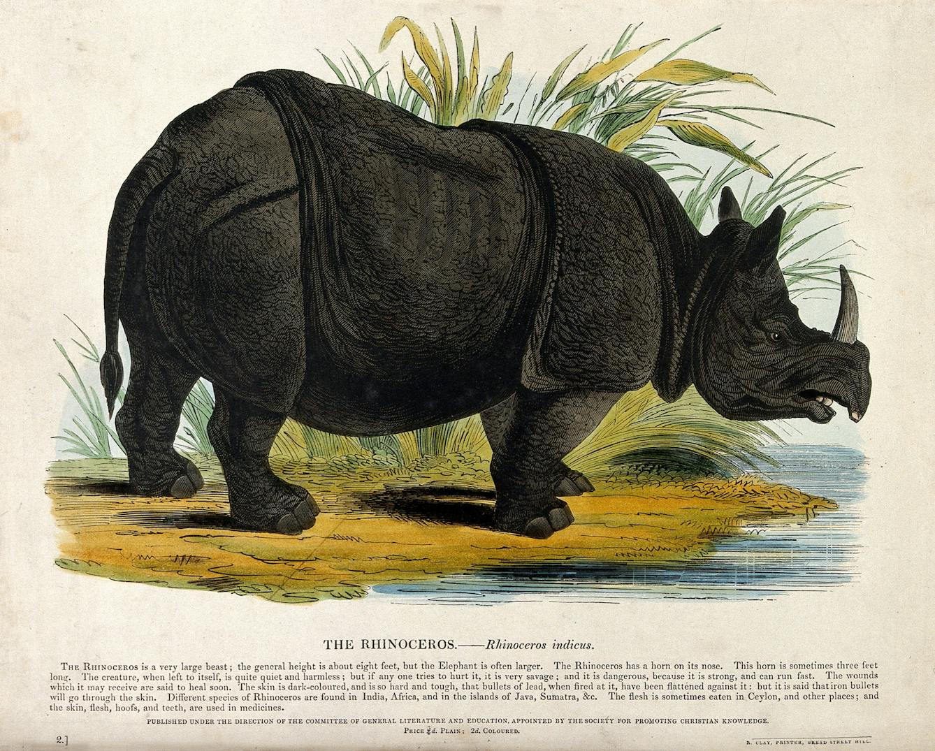 A rhinoceros standing on the shore of a lake