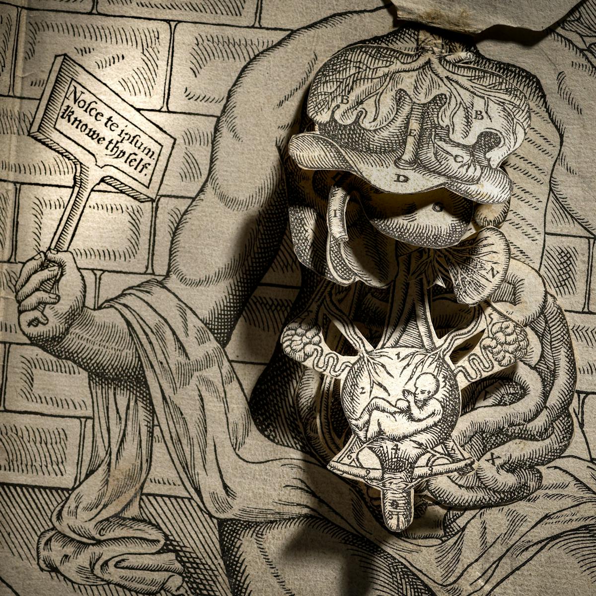 Photograph of a 16th century anatomical fugitive sheet. The material is made up of a background engraving of a human torso set against a brick wall-like structure. Over the top of the torso are several layered engraved paper flaps, hinged at the top, one above the other. Each one portrays a different human organ in order of depth within the body; the lungs, intestines, kidneys and so on. The sheet is dramatically lit with a shaft of light casting deep shadows revealing the paper flaps. Most prominent within the shaft of light is a flap showing a curled up foetus within the womb. In the torso's right hand is a small sign with the words "Nosce the ipsum, knowe thyself."